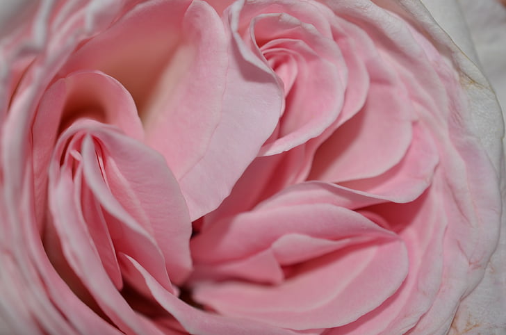 rose, rose petals, cup, flower, nature, pink