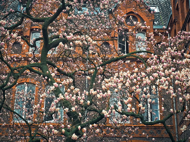 pink blossom tree in front of brown building