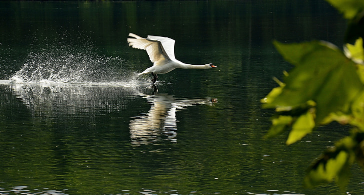white duck floating on water