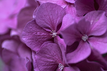purple Hydrangea flower closeup photography