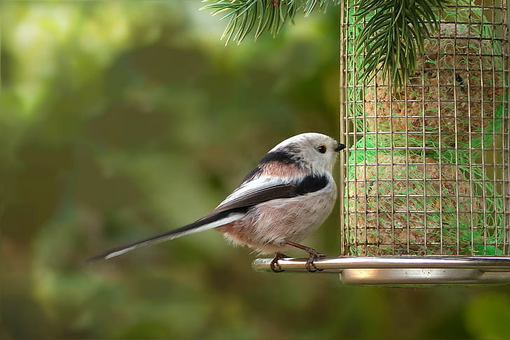selective focus photography of long-tailed tit perched on bird feeder