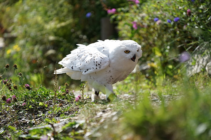 shallow focus photography of white owl