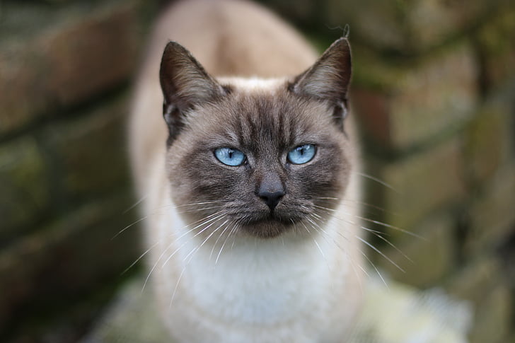 selective focus photography of blue-eyes Siamese cat