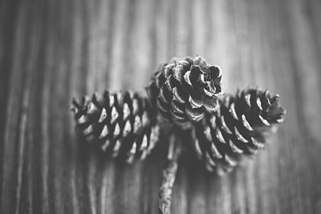 grayscale photography of pine cones