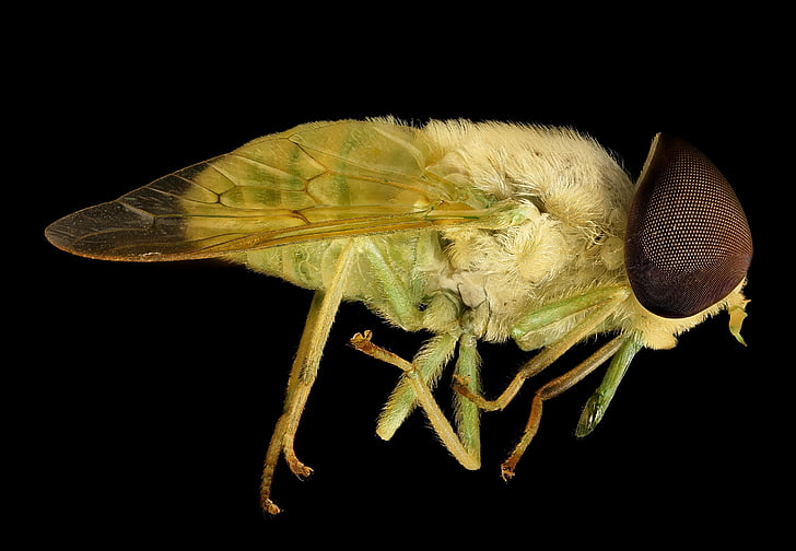 yellow fly in close-up photography