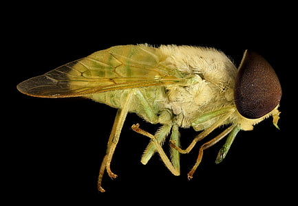 yellow fly in close-up photography
