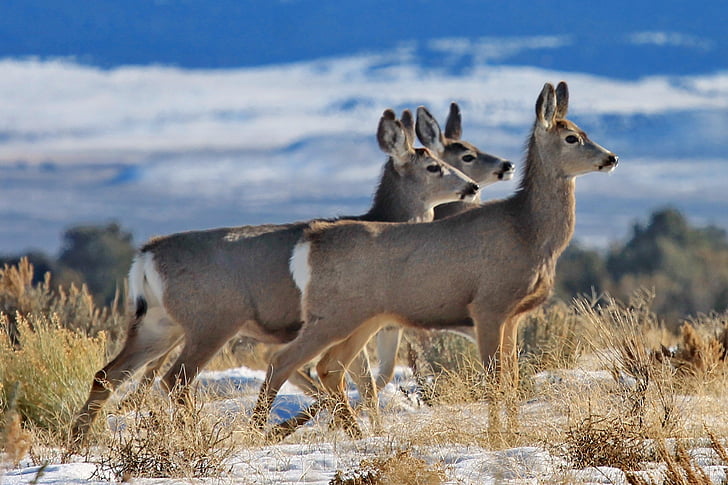 shallow focus photography of three gray deers