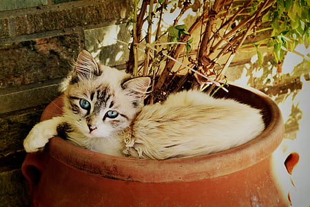 short-coated white and black cat on brown pot