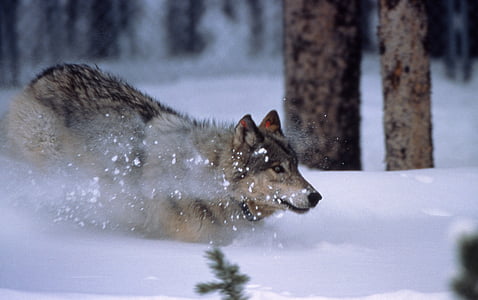 gray wolf on snow covered field near trees