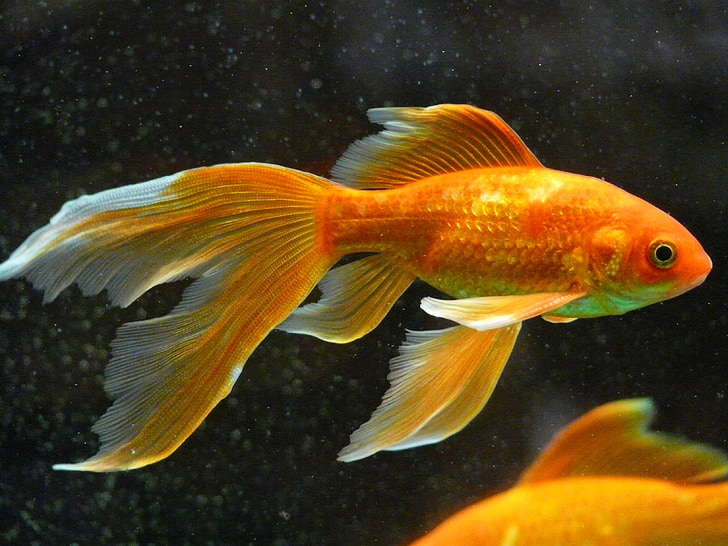 gold and white fish