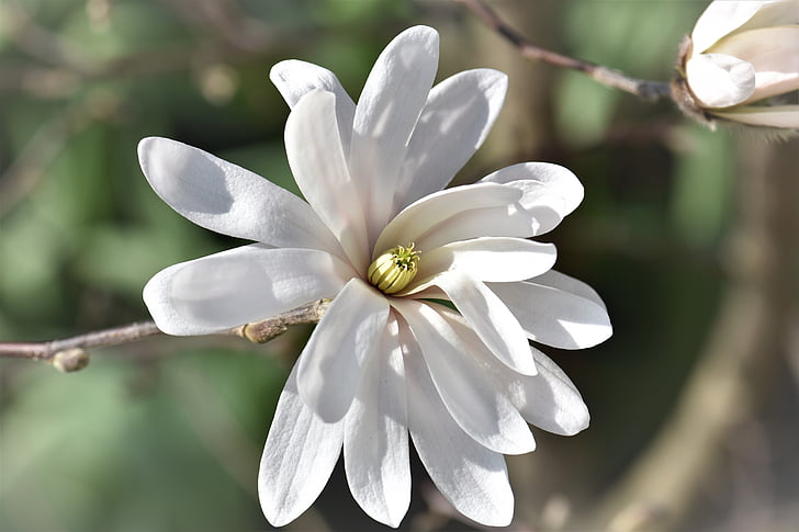 white Magnolia flower macro photography