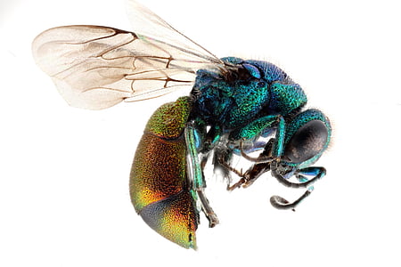 photography of metallic wasp