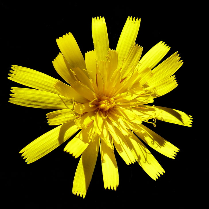 bloomed yellow petaled flower