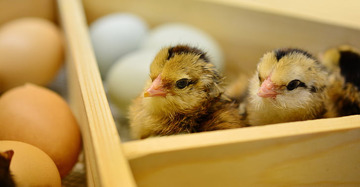 three brown chicks near eggs