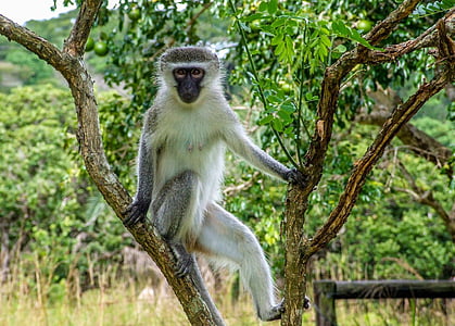 gray and white primate climbed up on tree