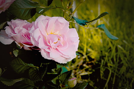 vignette photography of peony flower