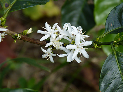 white flowers on tree branch