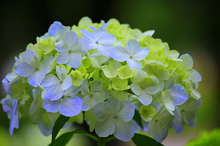 close up photography of white and green hydrangea flowers