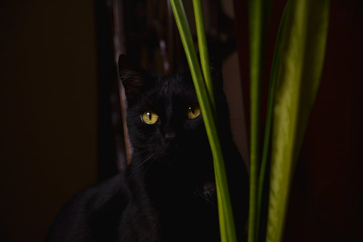 black cat near green leaf plant