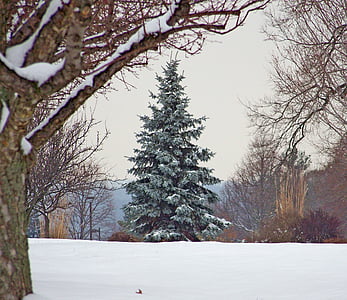 photo of trees on snow field