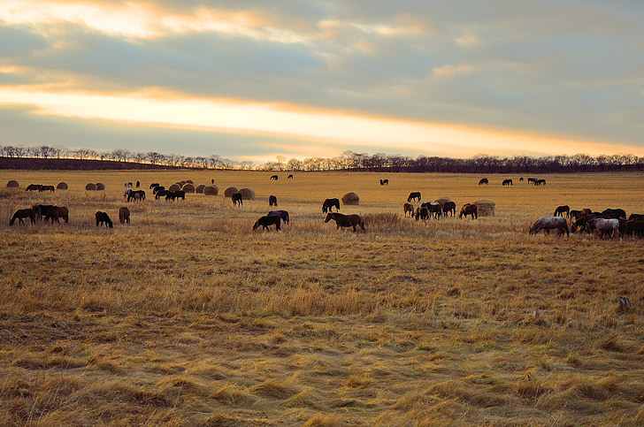 herd of stallions on steppe during golden hour