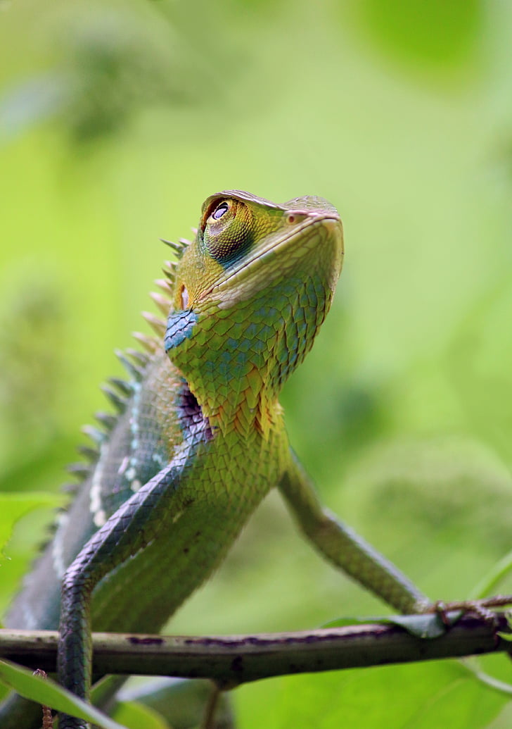 closeup photo of iguana