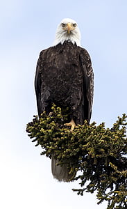 black American bald eagle
