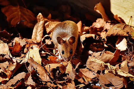 rat standing on withered leaf