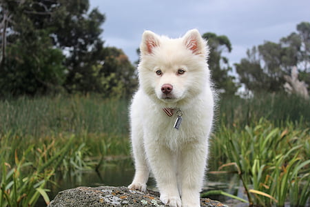 white Siberian husky puppy standing on rock