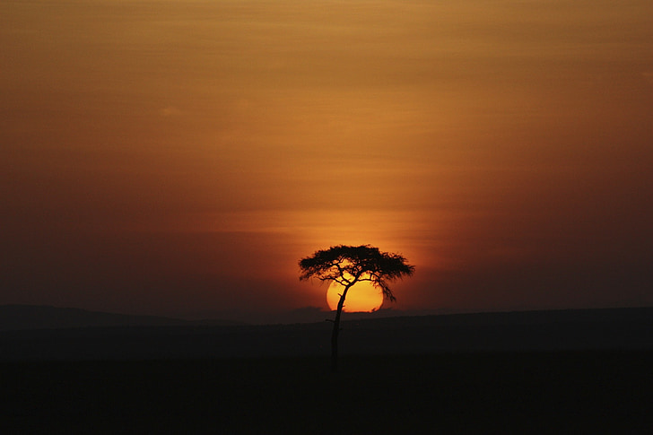 silhouette lone tree during golden hour