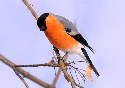 grey, black, and orange bird perching on branch