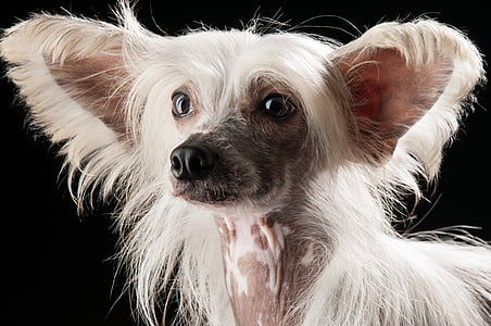 adult white Chinese crested