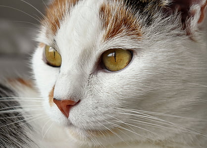selective focus photo of white and brown cat