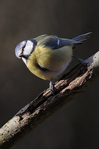shallow focus photography of yellow and gray bird on tree branch