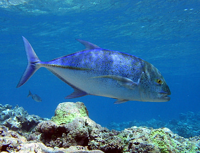 gray fish underwater at daytime