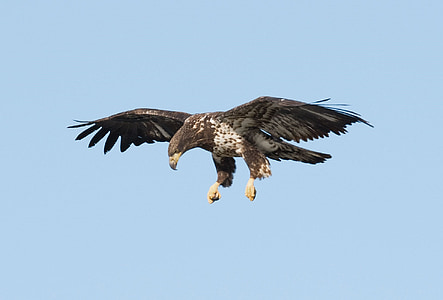brown and black eagle flying on sky