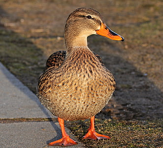 brown and beige duck