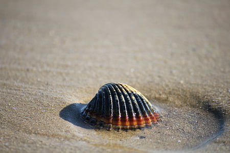 black and orange seashell on gray sands
