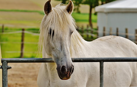 white horse near metal fence