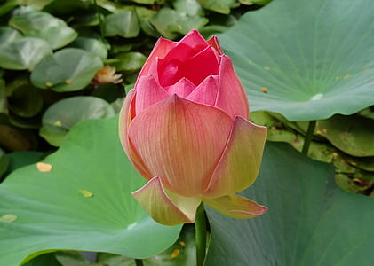 pink lotus in bloom closeup photography