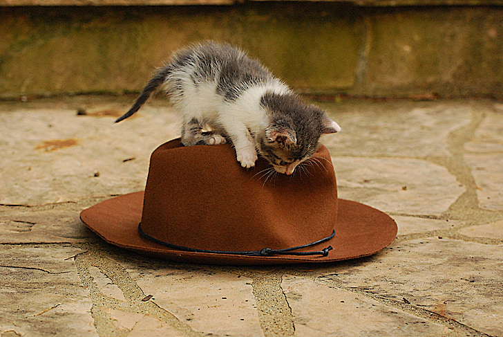 white and gray kitten on brown hat