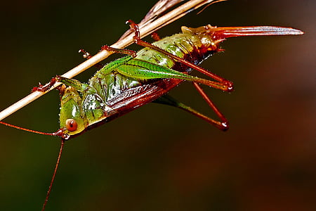 selective focus photo of red and green grasshopper perching on stem of plant