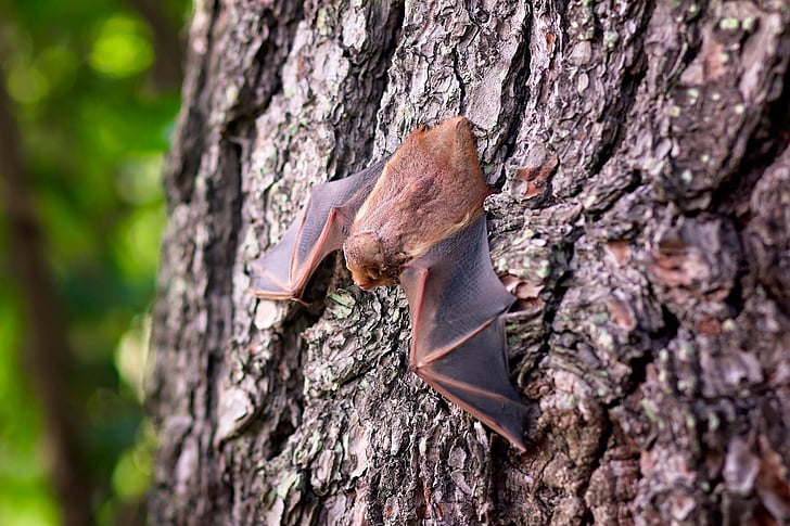 brown bat on brown tree