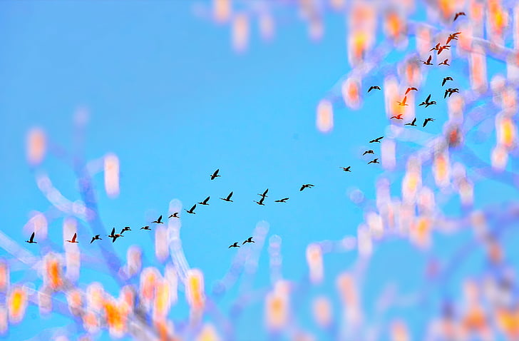 worm's eye view photography of flying birds under blue sky during daytime