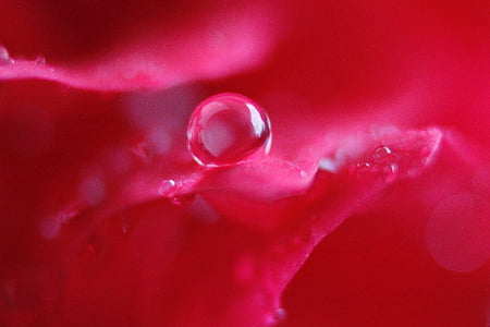 dewdrop on pink flower