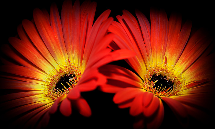 two red-and-yellow Osteospermum flowers close-up photography