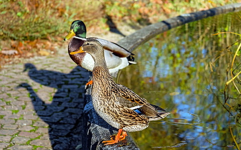 gray, white, and green mallard ducks beside water pond at daytime
