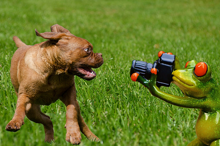 brown puppy playing on green frog holding camera figurine on green grass field