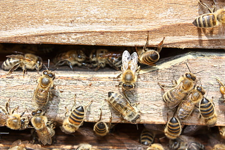 swarm of honey bees