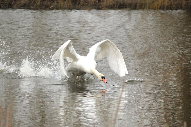 swan flying above body of water during daytime